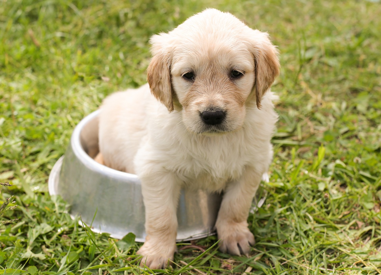 How to Address Excessive Chewing in Puppies